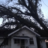 Tree Care gallery
