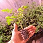 Bella's Farm Supply
