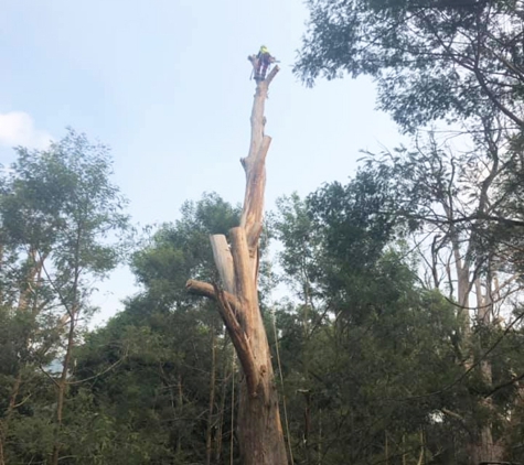 All Scale Tree Services - Mittagong, NSW