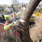 Aerial Tree Service