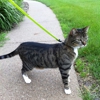 Summit Veterinary and Urgent Care gallery
