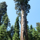Aldo's Arbor - Tree Service