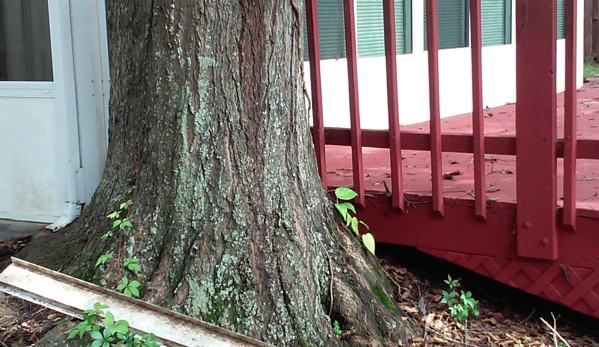 Custom Tree Surgeons - Jacksonville, FL