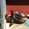 Friends of the Sea Lion Inc gallery