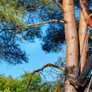 The Best Tree Service Corp - Tree Service