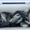 FishIn48 gallery