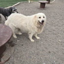 Countryside Canine - Pet Services