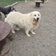 Countryside Canine