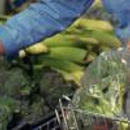 Clark's Flower Shop & Garden Center - Florists
