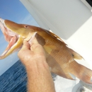 Charter Boat Shark - Fishing Charters & Parties