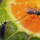All American Termite & Pest Control - Pest Control Equipment & Supplies