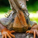 Pest Animal Removal Huntsville - Pest Control Services