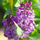 Fernwood Garden Center - Mulches