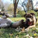 Mann's Best Friends - Dog Training
