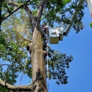 Shull's Tree Service-Son Inc - Tree Service