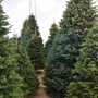 Valley View Christmas Trees