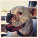 Bone Adventure Inc - Pet Grooming