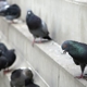 Smithereen Pest Management Services