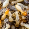 Dewey Pest & Termite Control gallery