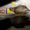 Marin Rat and Rodent