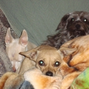Pawsitive Pet Care - Pet Services