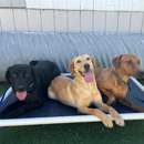 Fon's Canines Professional Dog Training and Sales - Pet Training