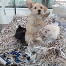 The Puppy Store - Pet Stores