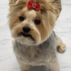 Posh Paws gallery