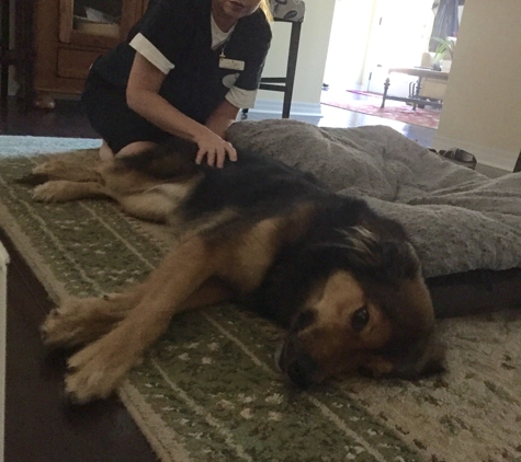 Healing Effects Animal Massage - Tampa, FL