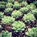 Succulent Gardens The Growing Grounds - Garden Centers