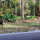 Manatee Springs State Park - State Parks