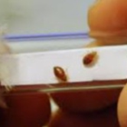 Northwest Bedbug Company