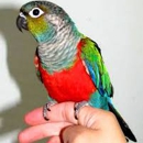 Birds Etc. - Pet Stores