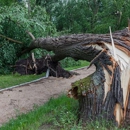 Stockyard Tree Service - Tree Service