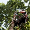 Neal's Tree Service Inc gallery