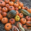 Clancy's Trees & Pumpkins gallery