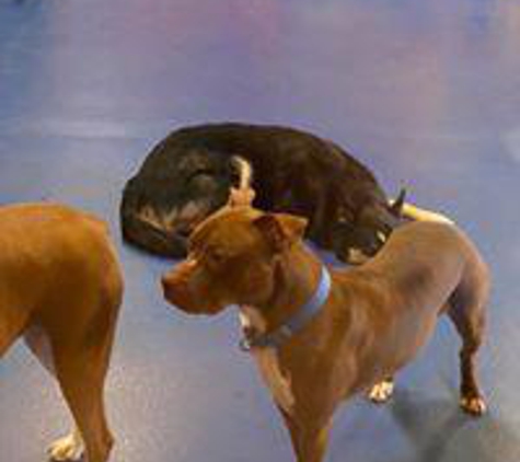 Urban Pooch Canine Life Center - Chicago, IL