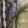 Maria Wildlife Removal gallery