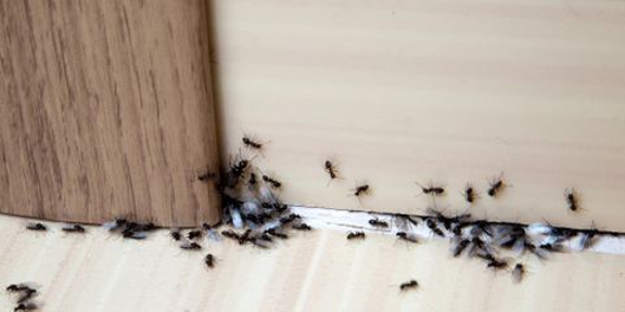 Ecola Termite & Pest Management - Anaheim, CA