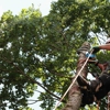 Top Notch Tree & Excavating gallery