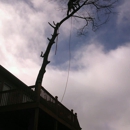 John's Tree Service - Tree Service