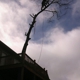 John's Tree Service