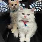 Lincoln Avenue Cat & Dog Hospital