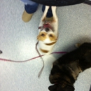 Evan A McQUIRK DVM - Veterinary Clinics & Hospitals
