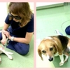 Hope Crossing Animal Hospital gallery