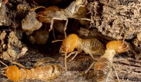 Sterling Pest Control Pty Ltd - Maroota, NSW