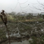 Arcata Marsh and Wildlife Sanctuary