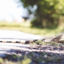 Weldon Wildlife Removal - Pest Control Services