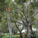 Harmoni Land & Tree Service - Tree Service