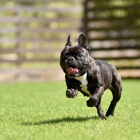 Journey's End Pet Cremation Services